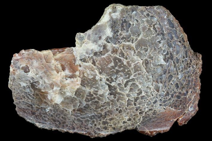 Polished Dinosaur Bone (Gembone) Section - Utah #106930